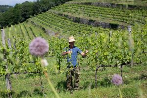 GIAHS a MIDA 2019_Colline terrazzate Lamole in Chianti_2