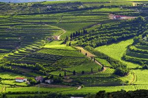 GIAHS a MIDA 2019_Colline vitate del Soave